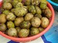 Couma utilis